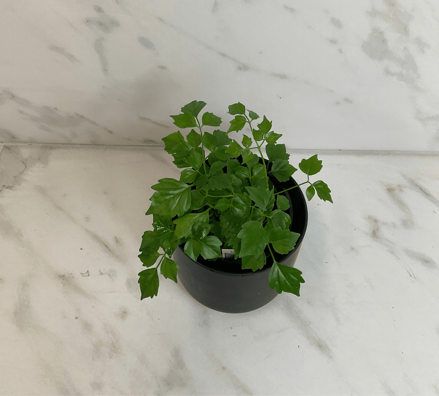 Radermachera Sinica China Doll, 4" Plant