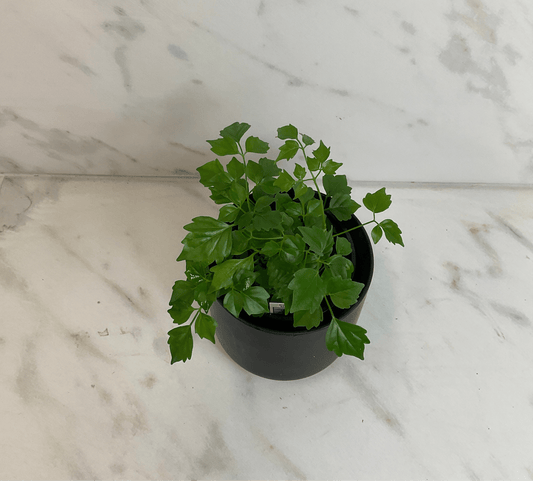 Radermachera Sinica China Doll, 4" Plant