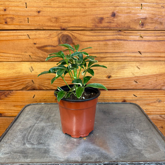 Schefflera Moondrop, 4" Plant