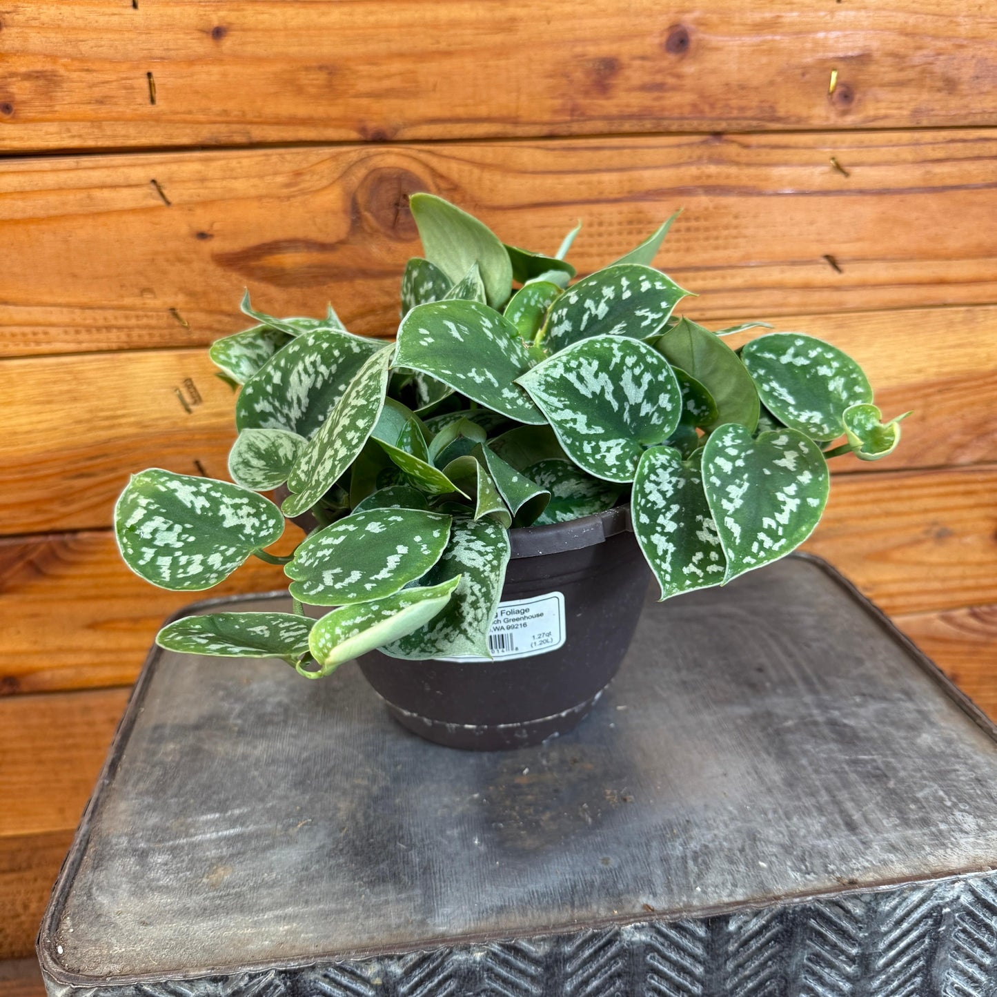 Scindapsus Picta, 6" Plant