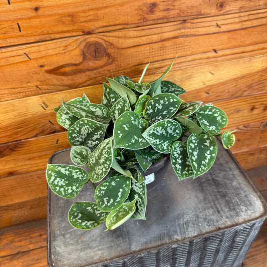 Scindapsus Picta, 6" Plant