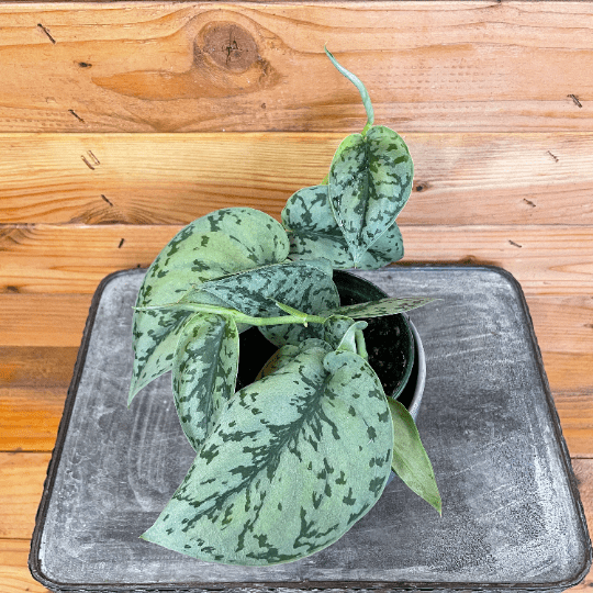 Scindapsus Silver Lady, 4" Plant