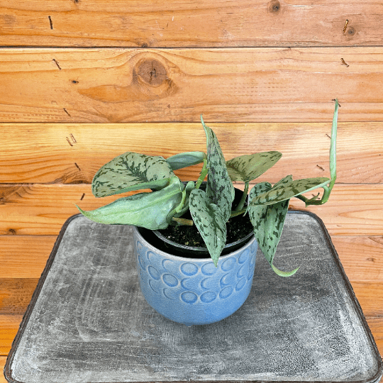 Scindapsus Silver Lady, 4" Plant