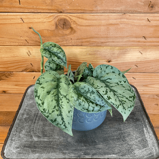 Scindapsus Silver Lady, 4" Plant