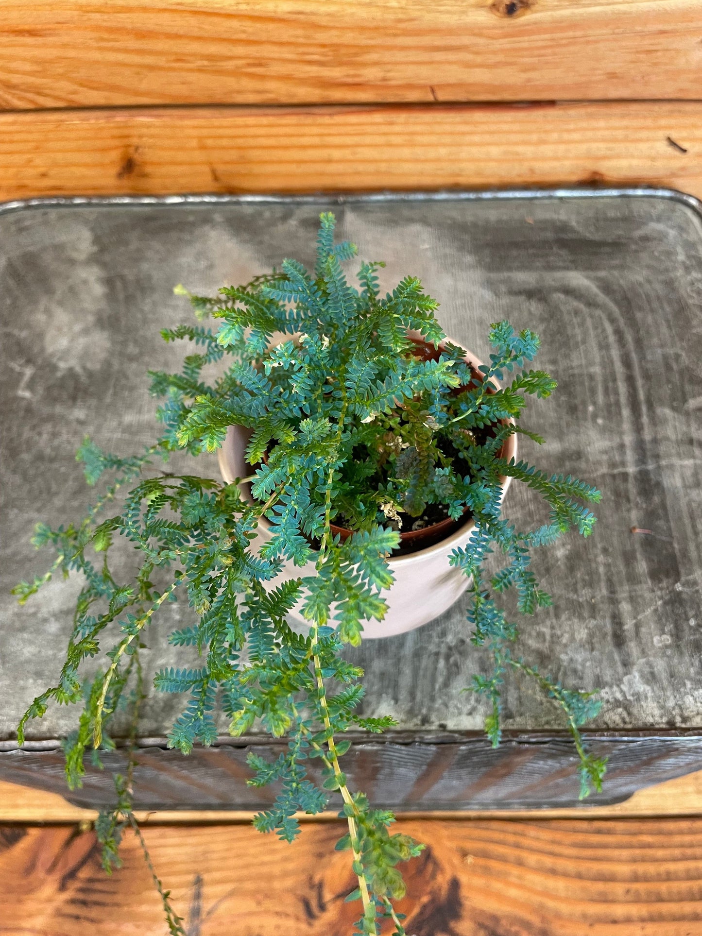 Selaginella Fern Peacock, 2" Plant