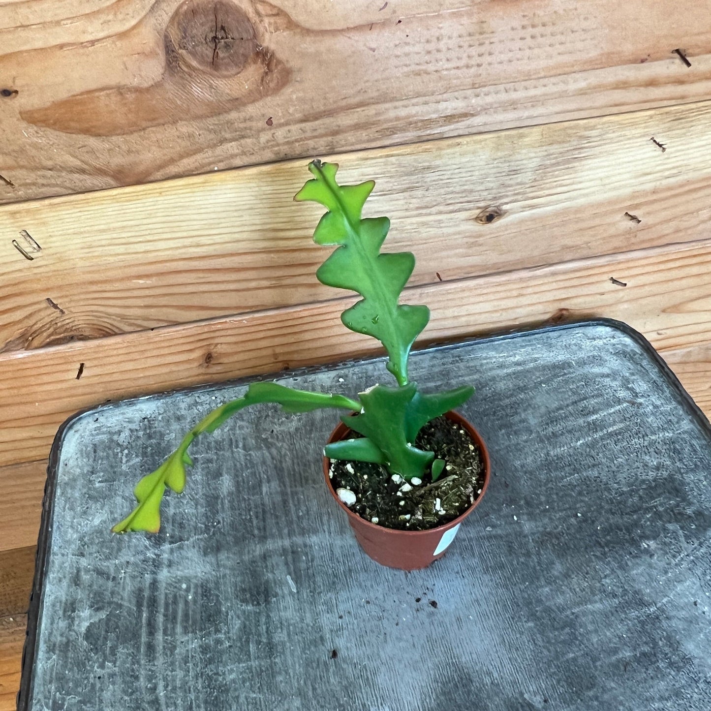 Selenicereus Anthonyanus Fishbone Cactus, 2" Plant