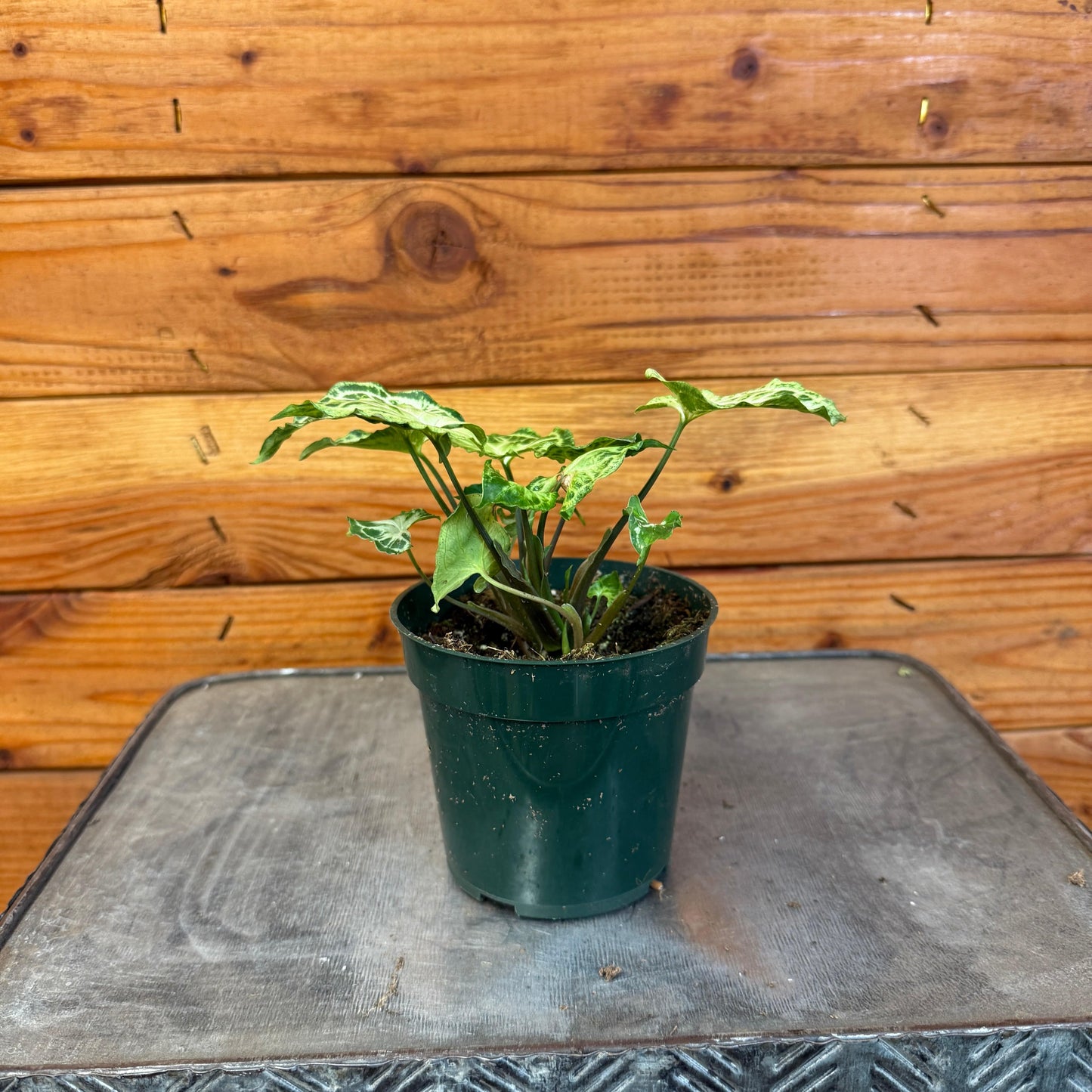 Syngonium Batik, 4" Plant