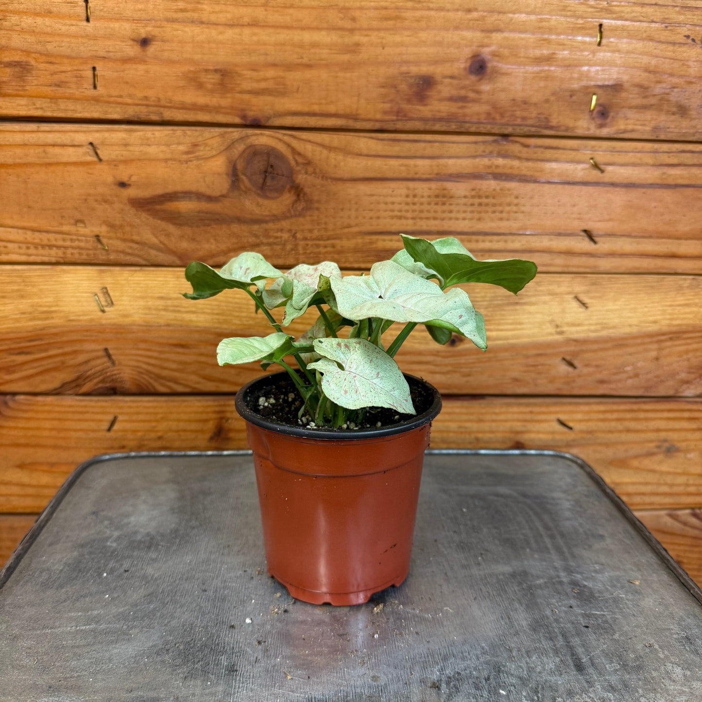 Syngonium Nephthytis Dazzle Color, 4" Plant