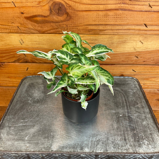 Syngonium Starlite, 2" Plant