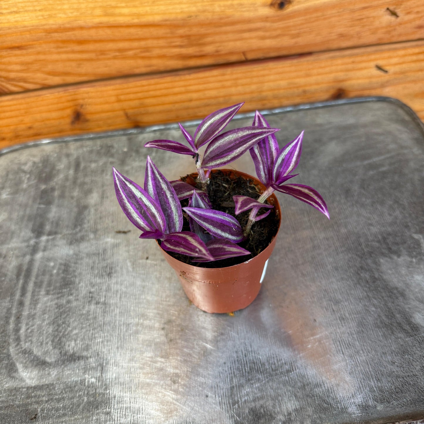 Tradescantia Pink Paradise, 2" Plant