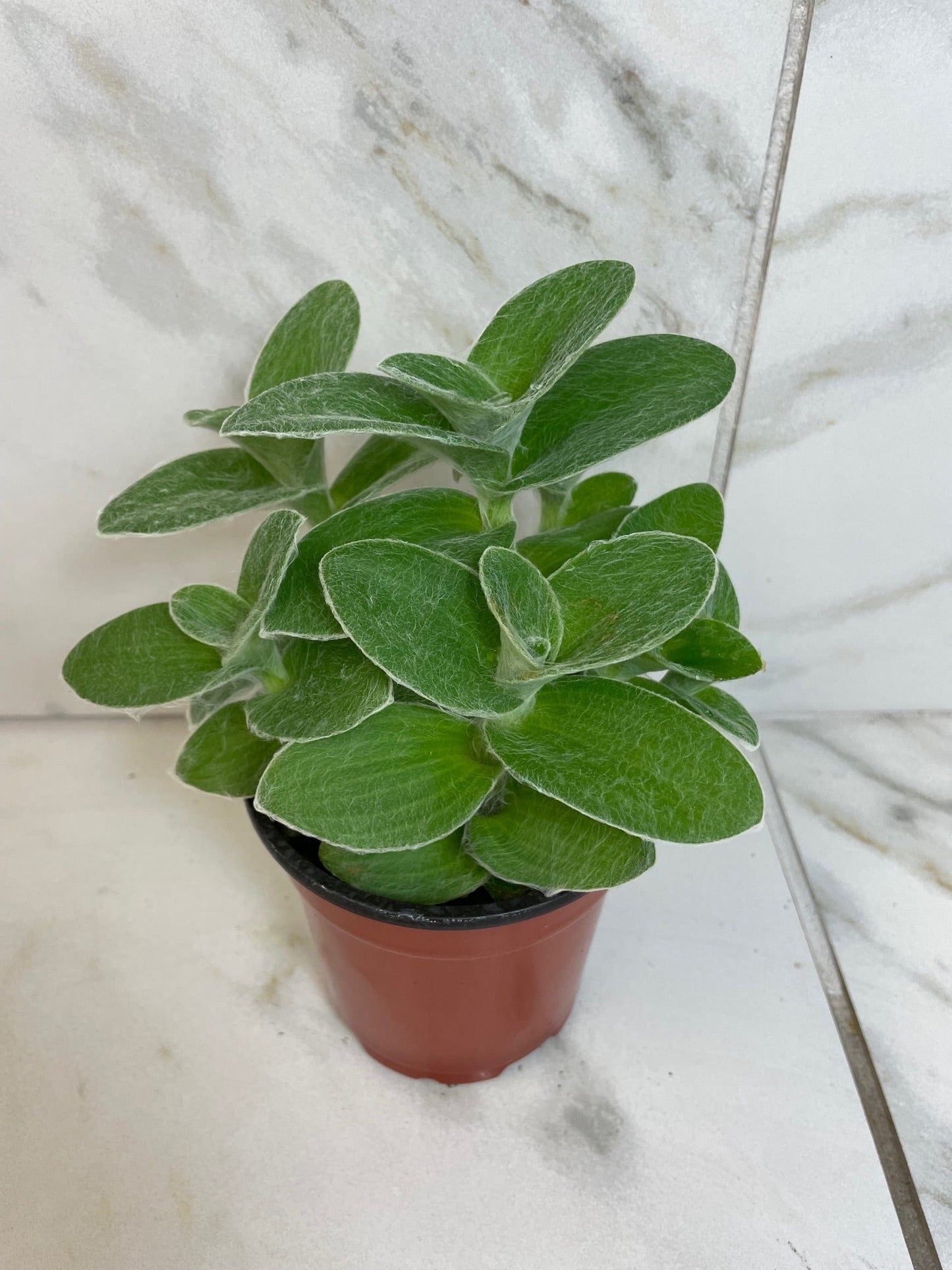 Tradescantia Sillamontana Teddy Bear Vine, 4" Plant