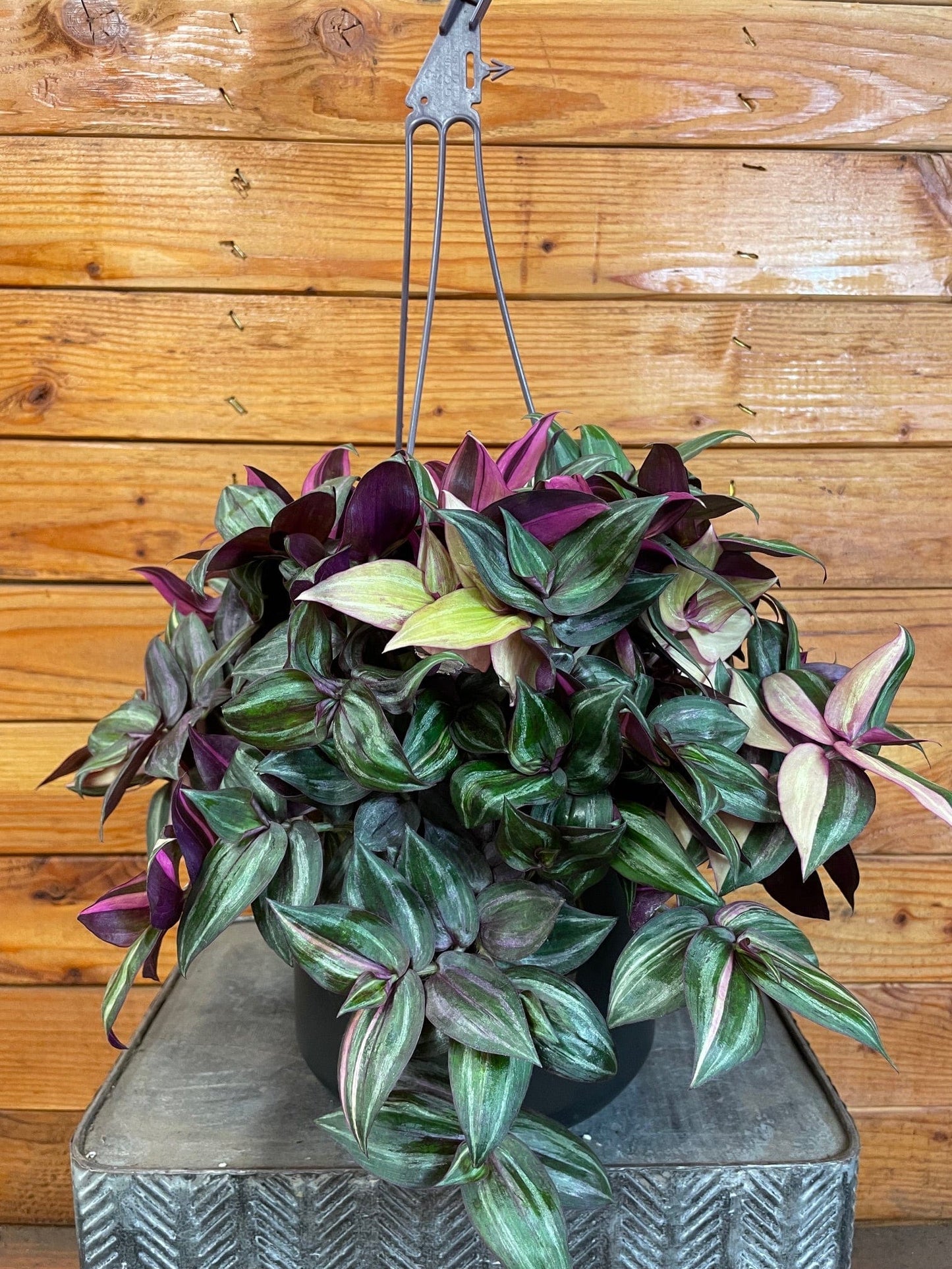 Tradescantia Tricolor, 6" Plant