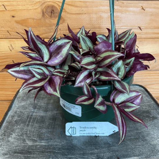 Tradescantia Zebrina Purple, 6" Plant