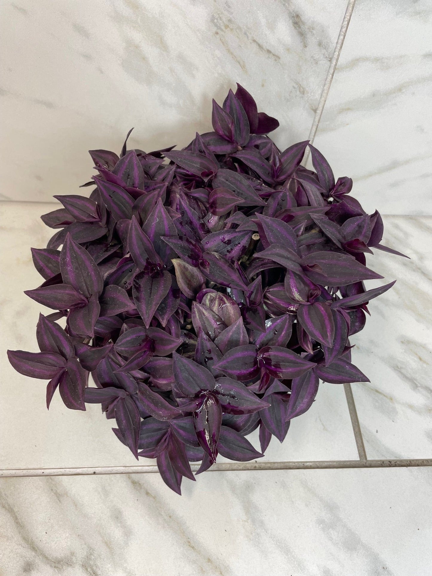 Tradescantia Zebrina Red Mini, 6" Plant