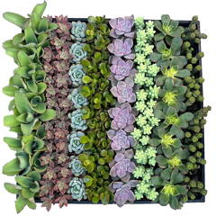 Bulk Succulent Plants